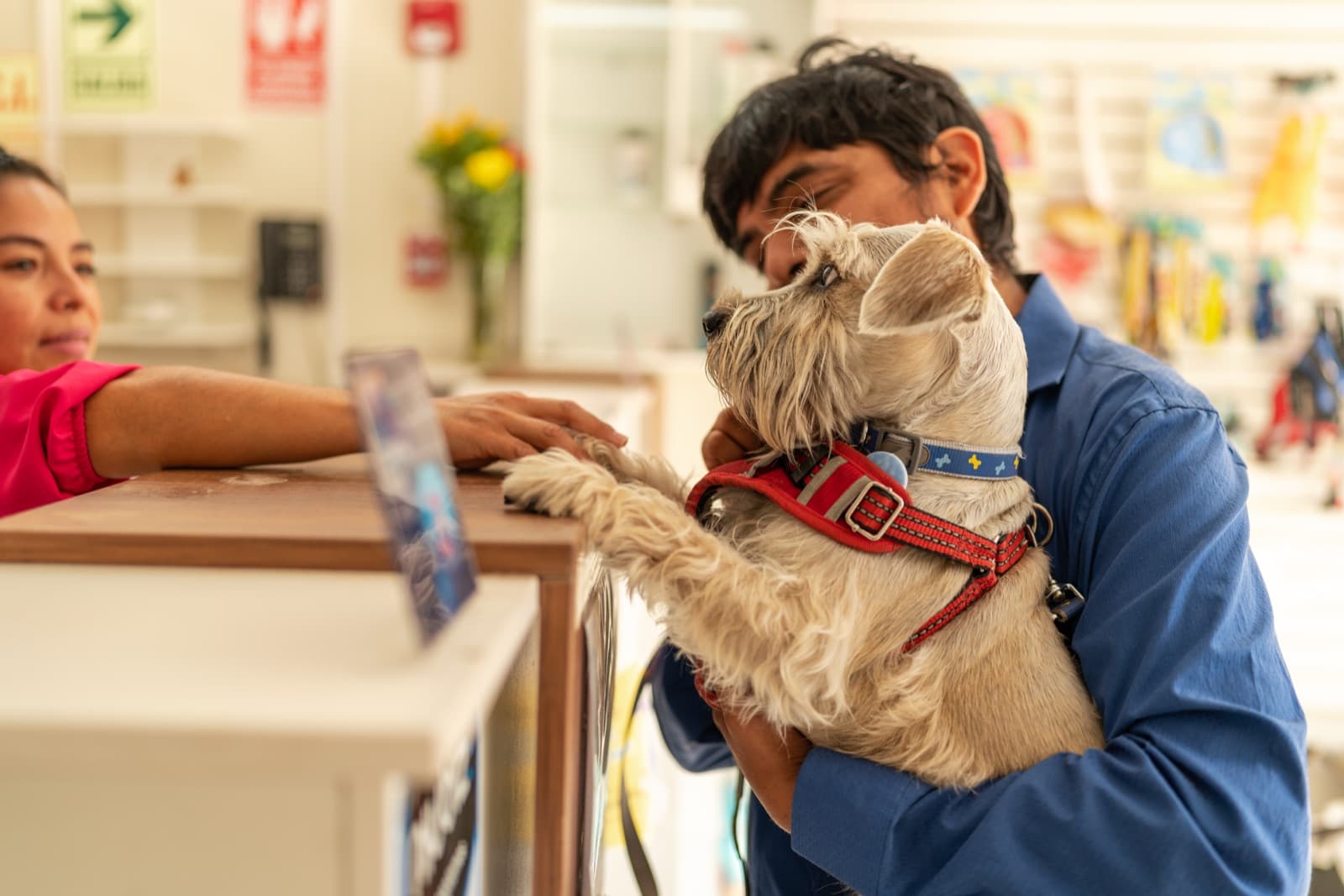 A receptionist reaches across a veterinary front desk to greet a small scruffy dog in a red harness held by a client in a blue shirt.