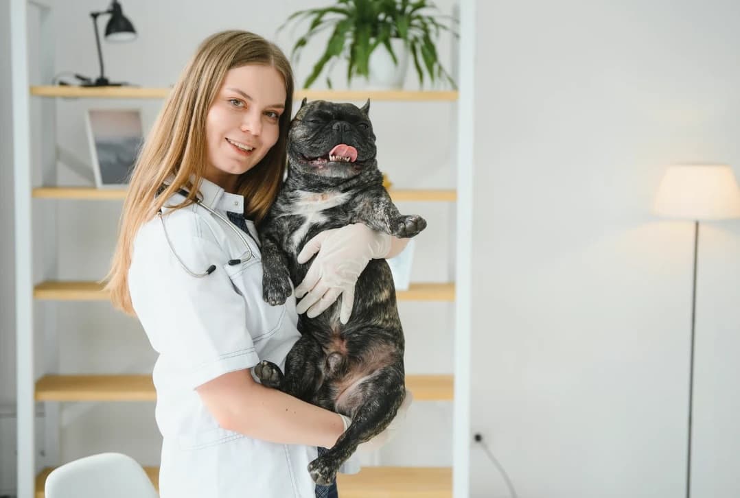 A smiling veterinarian in a white coat and exam gloves holds a brindle French bulldog in a bright clinic room with wooden shelves behind her.