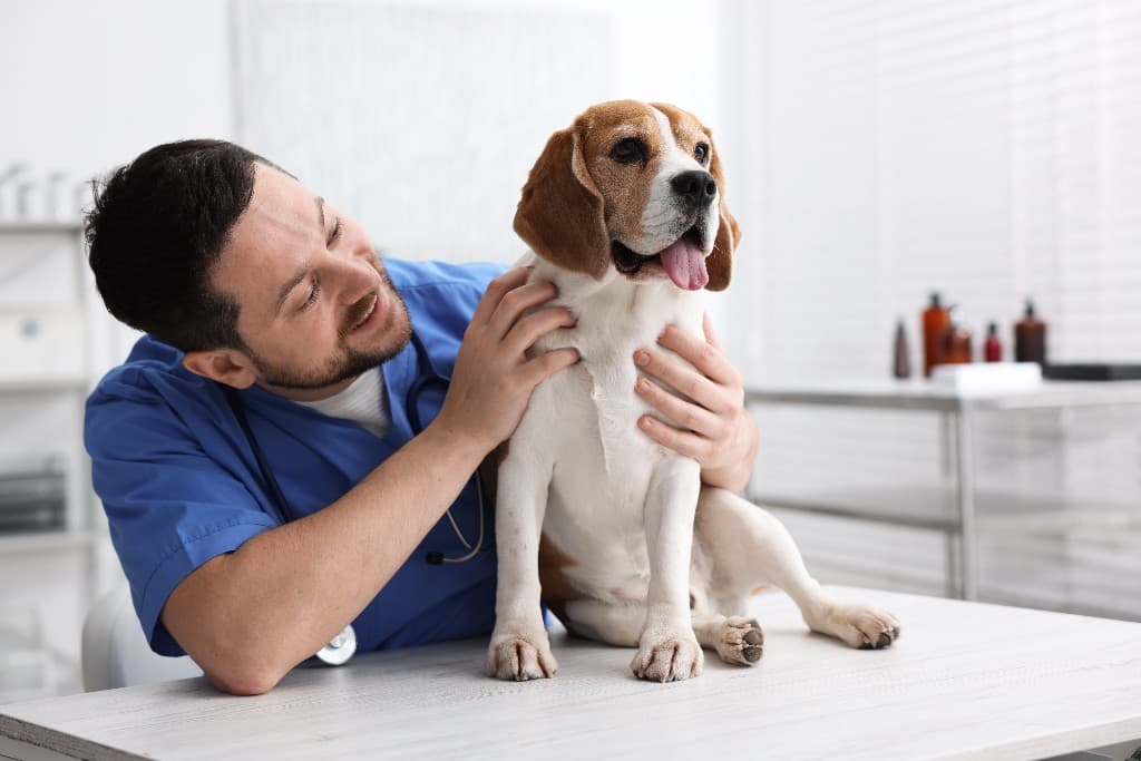 A veterinarian in blue scrubs smiles while examining a beagle sitting on an exam table in a bright clinic room.